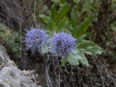 Campanula rumeliana