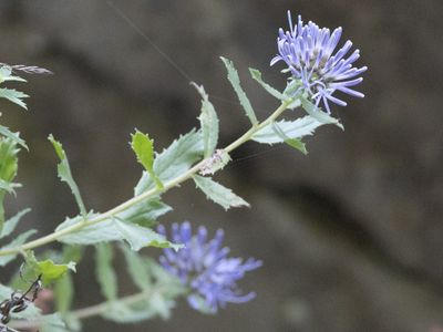 Trachelium rumeliana