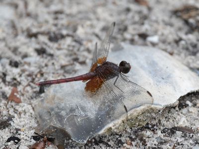 Erythrodiplax fervida / Red-mantled Dragonlet