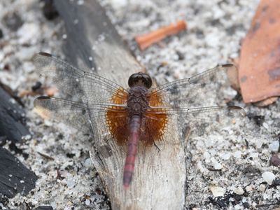 Erythrodiplax fervida / Red-mantled Dragonlet
