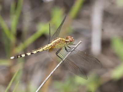 Erythrodiplax umbrata / Band-winged Dragonlet