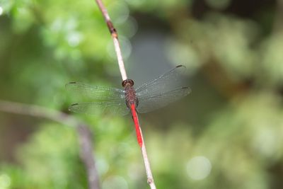 Erythemis haematogastra / Red Pondhawk
