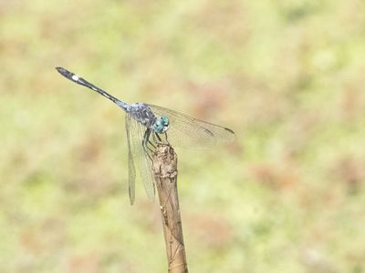 Micrathyria longifasciata