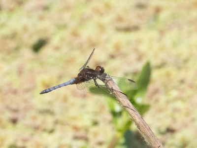 Erythrodiplax melanorubra