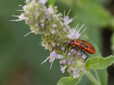 Rotsridderwants / Spilostethus saxatilis