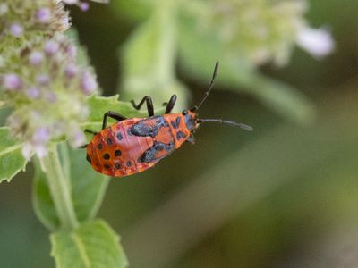 Rotsridderwants / Spilostethus saxatilis