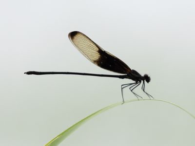Hetaerina titia / Smoky Rubyspot