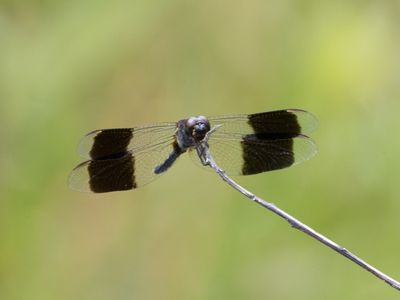 Erythrodiplax umbrata / Band-winged Dragonlet