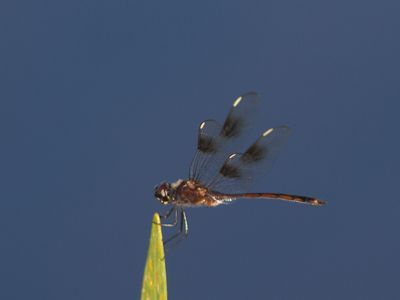 Four spotted pennant / Brachymesia gravida 