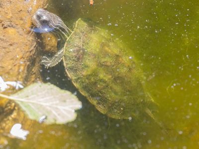 Balkanbeekschildpad / Balkan Terrapine / Mauremys rivulata