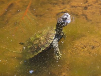 Balkanbeekschildpad / Balkan Terrapine / Mauremys rivulata