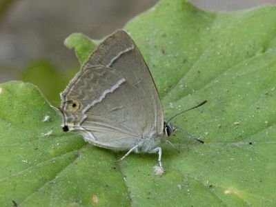 Eikenpage / Purple Hairstreak / Favonius quercus