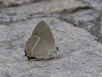 Eikenpage / Purple Hairstreak / Favonius quercus