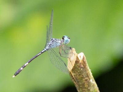 Anatya guttata / Common Blue-Eye