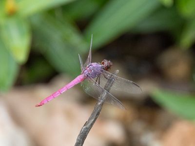Orthemis ferruginea / Roseate Skimmer