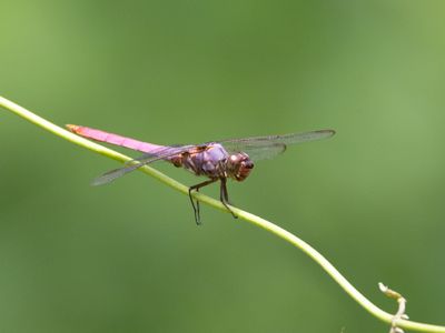 Orthemis ferruginea / Roseate Skimmer