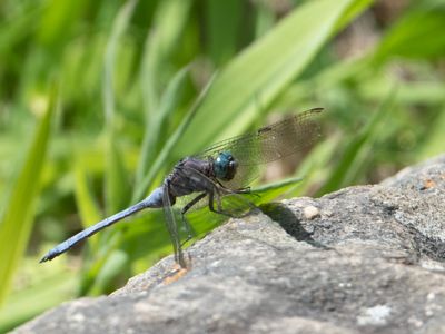 Orthetrum julia / Cape Julia Skimmer