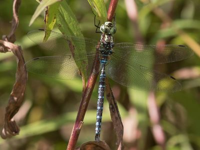 Green-striped Darner / Aeshna verticalis