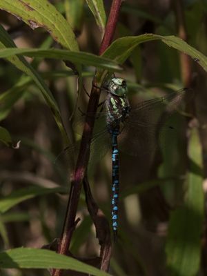 Green-striped Darner / Aeshna verticalis