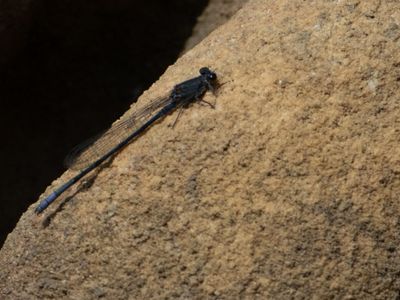 Mountain Sprite / Pseudagrion draconis