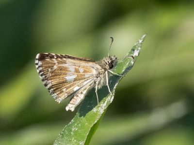 Aarbeivlinder / Grizzled Skipper / Pyrgus malvae