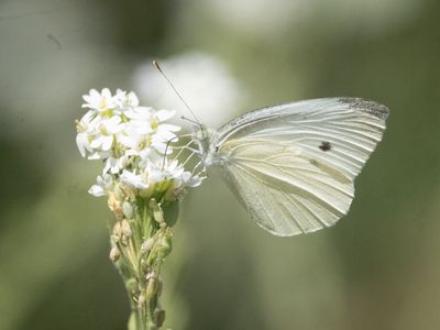 Klein koolwitje / Small White / Pieris rapae