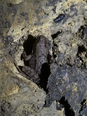 Springkikker / Agile frog / Rana dalmatina