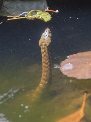 Dobbelsteenslang / Dice snake / Natrix tessellata