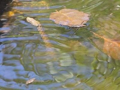 Dobbelsteenslang / Dice snake / Natrix tessellata