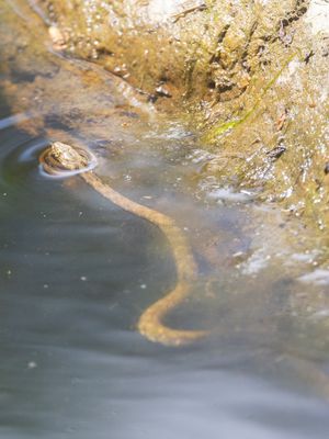 Dobbelsteenslang / Dice snake / Natrix tessellata