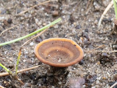 Coltricia perennis / Echte tolzwam / Tiger's Eye fungus