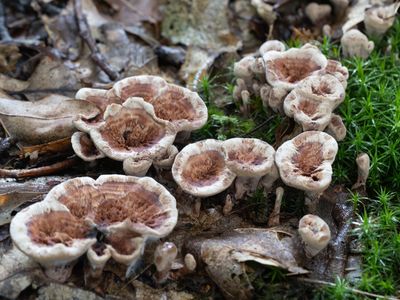 Hydnellum concrescens / Gezoneerde stekelzwam / Zoned Tooth