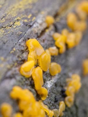 Dacrymyces capitatus / Gesteelde druppelzwam