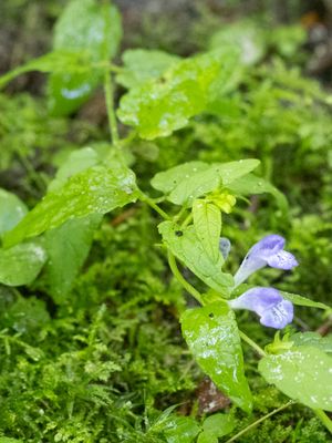 Blauw glidkruid / Scutellaria galericulata