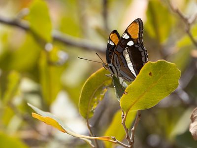 Arizona Sister / Adelpha eulalia
