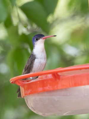Violet-crowned Hummingbird / Violetkapamazilia / Ramosomyia violiceps