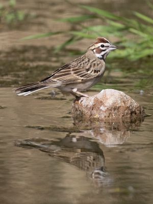 Lark Sparrow / Roodoorgors / Chondestes grammacus
