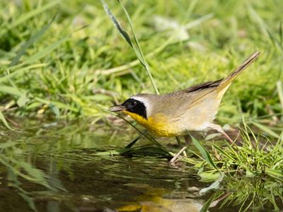 Common Yellowthroat / Gewone maskerzanger / Geothlypis trichas