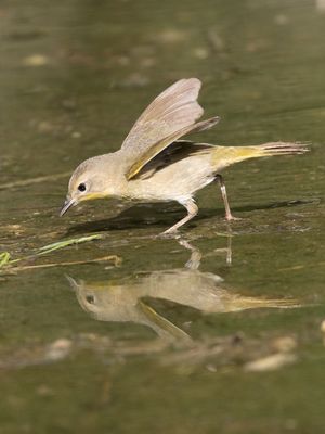 Common Yellowthroat / Gewone maskerzanger / Geothlypis trichas