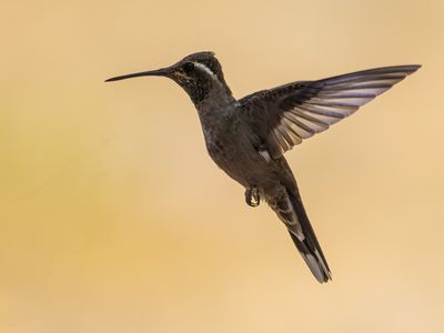 Blue-throated Mountain-Gem / Blauwkeeljuweelkolibrie	/ Lampornis clemenciae