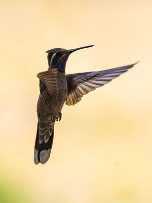 Blue-throated Mountain-Gem / Blauwkeeljuweelkolibrie	/ Lampornis clemenciae