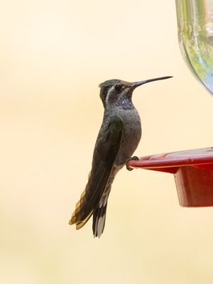 Blue-throated Mountain-Gem / Blauwkeeljuweelkolibrie / Lampornis clemenciae