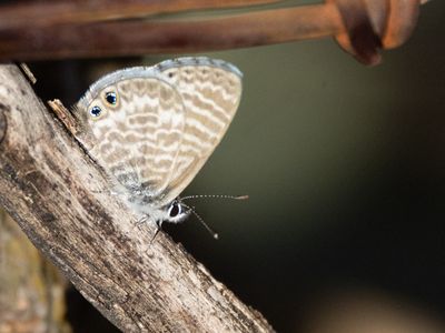 Marine Blue / Leptotes marina