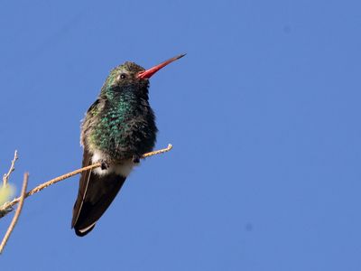 Broad-billed Hummingbird / Breedsnavelkolibrie / Cynanthus latirostris
