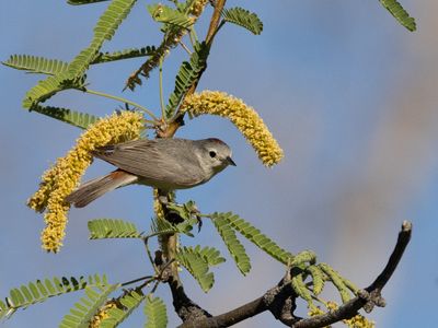 Lucys Warbler / Lucy's zanger / Leiothlypis luciae