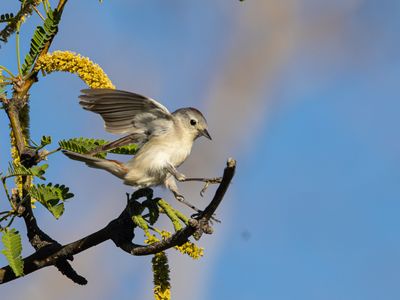 Lucys Warbler / Lucy's zanger / Leiothlypis luciae