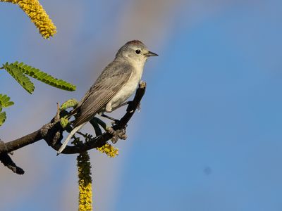 Lucy´s Warbler / Lucy's zanger / Leiothlypis luciae