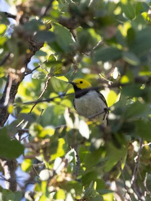 Hermit Warbler / Heremietzanger / Setophaga occidentalis