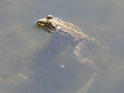 Meerkikker / Marsh frog / Pelophylax ridibundus
