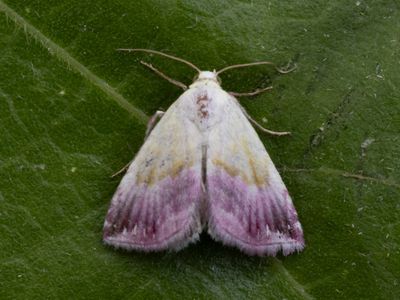 Prachtpurperuiltje / Beautiful Marbled / Eublemma purpurina